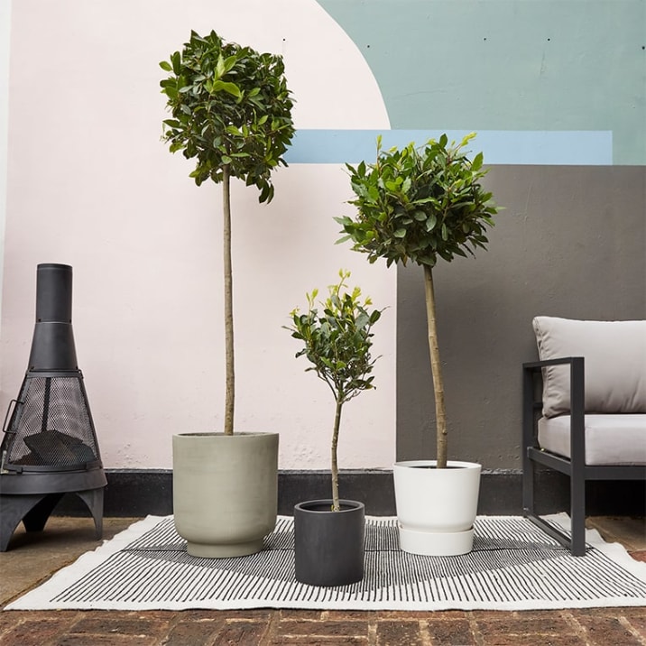 A group of different sized bay trees in decorative pots, outside in a patio garden