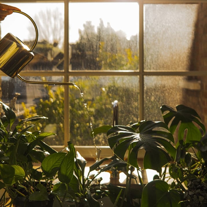 Person watering monstera in a sink in the kitchen