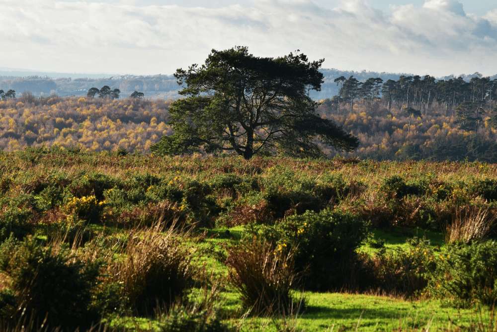 A large tree in the middle of a field, surrounded by shrubbery.