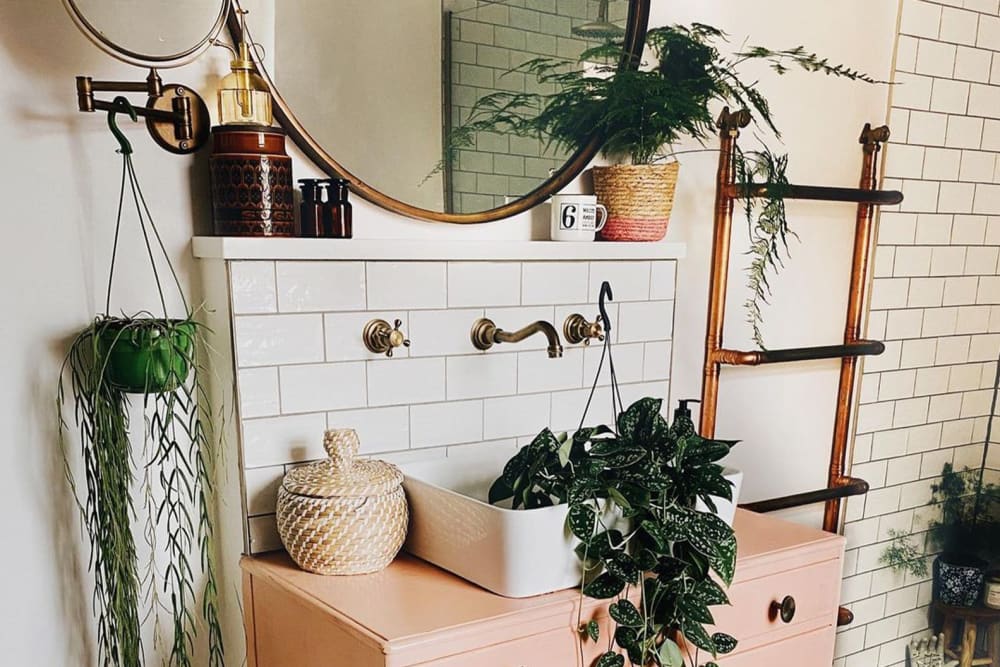 Satin Pothos in a sink