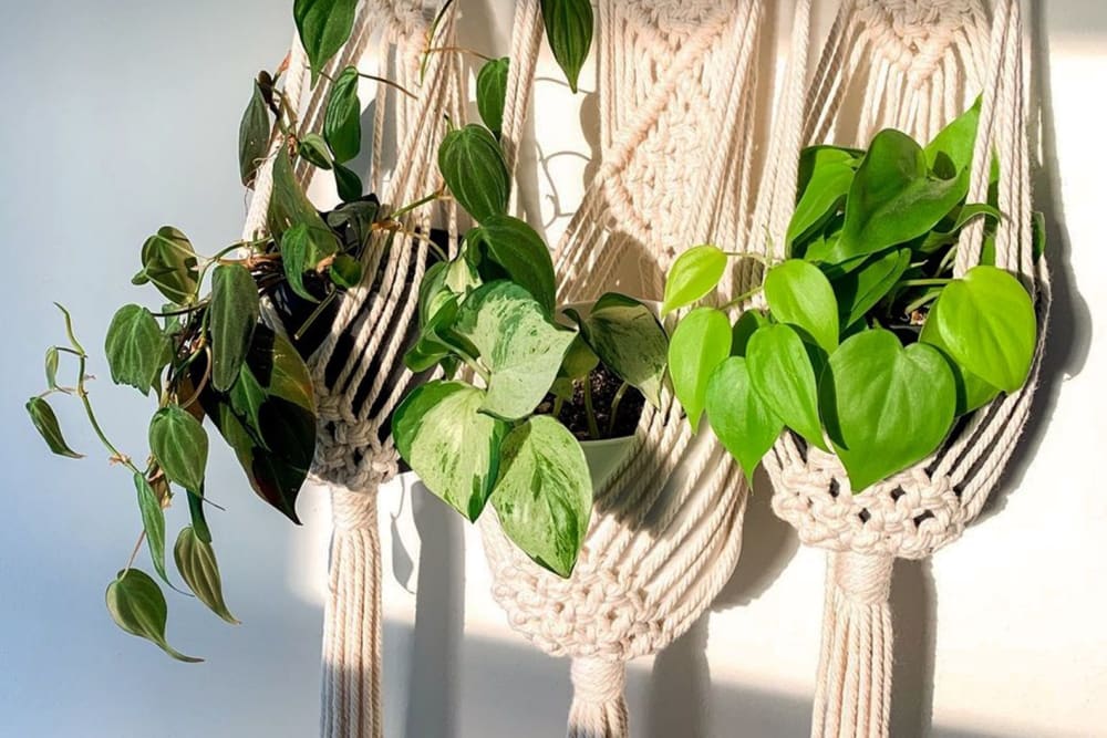 Three devil's ivy plants in sitting in macrame plant hangers