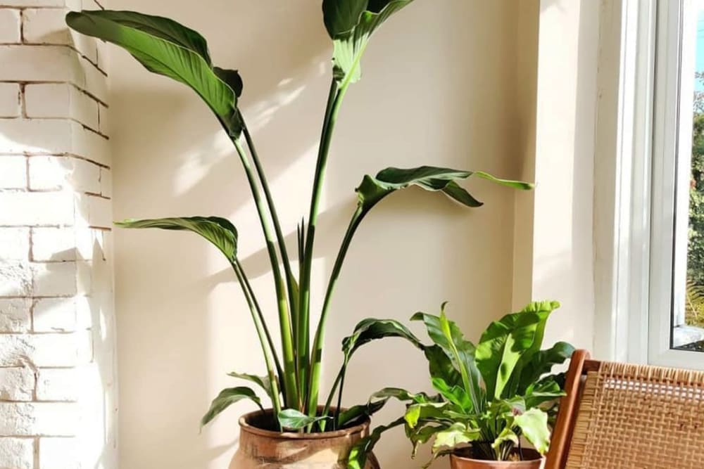 Bird of paradise plant in a teracotta pot standing beside a bird's nest fern in a teracotta pot