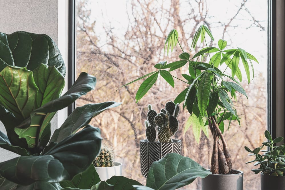 A small rounded cacti in a white ceramic pot, a larger segmented cacti in a black and white striped ceramic pot, a twisted stem schefflera plant in a silver ceramic pot, and a segmented green succulent in a black cermaic pot on a windowsill