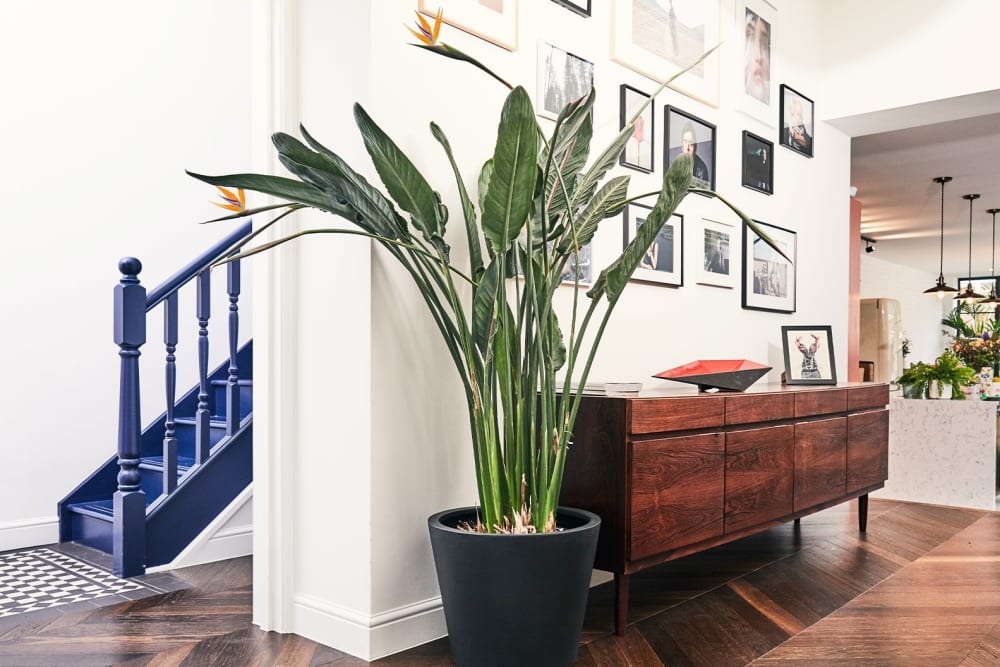 Birds of paradise plant in a large fibrestone bucket pot in a hallway