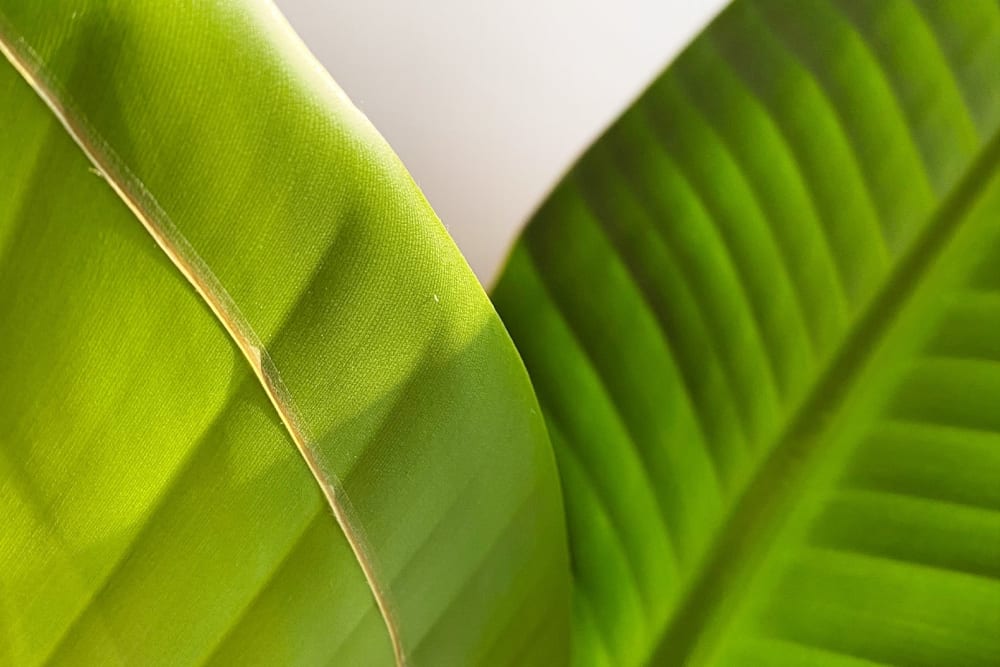 Close-up of a large leaf with a long thin scar