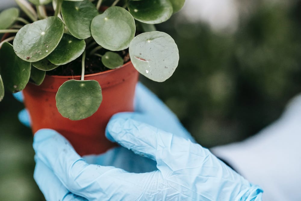 Close-up of a person wearing blue plastic gloves holding a Chinese money plant