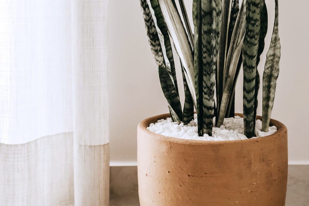 Close-up of a snake plant by a window in a terracotta pot with small white stones covering the soil