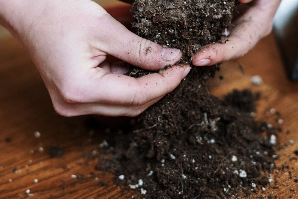 What's in potting compost?