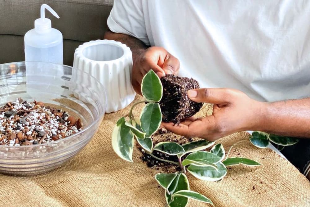 Close up of a person holding a plant out of its nursery pot, with potting soil, a decorative pot and water.