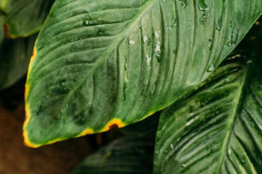 Close-up of leaves with dark brown spots with a bright yellow halo