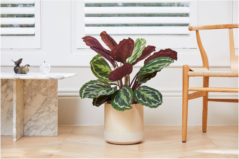 Calathea in a cream dipped ceramic pot by a window in a living room