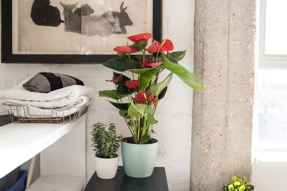 An anthurium in a blue plastic pot in a bedroom