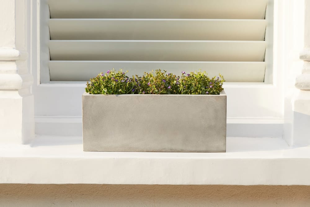 Fairy bellflowers planted in a grey fibrestone trough windowbox outside on a window sill