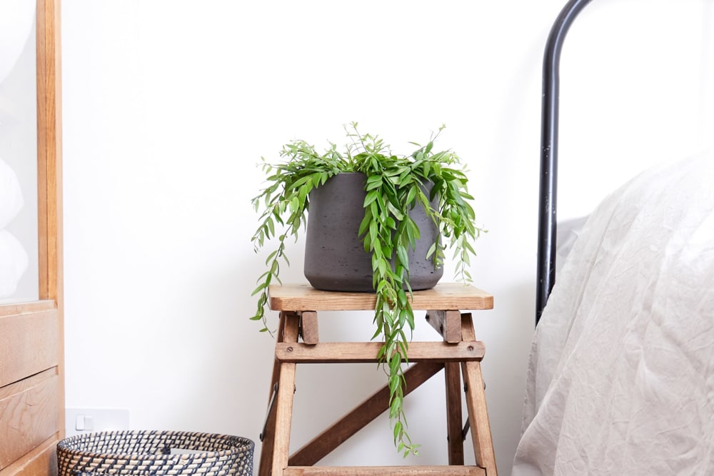 A lipstick plant in a black clay pot on a bedside table in a bedroom