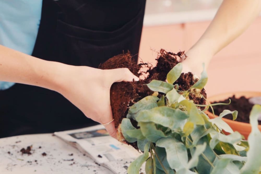 Close-up of a person dividing a plant's root ball