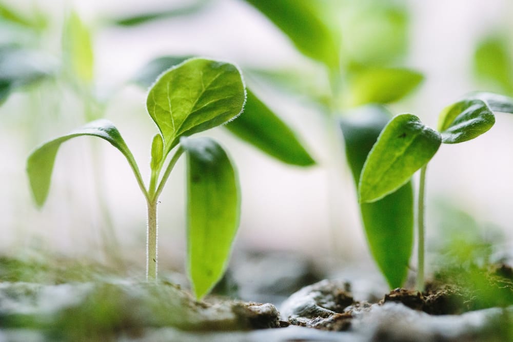 Close-up of chilli plant seedlings