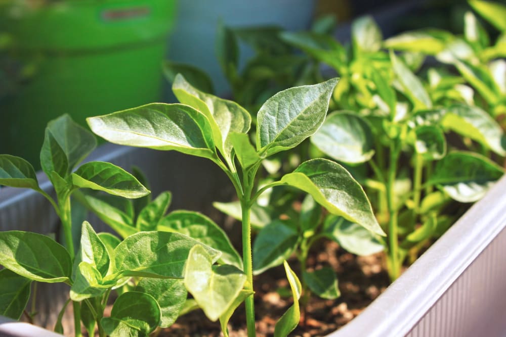 Close-up of chilli plant leaves