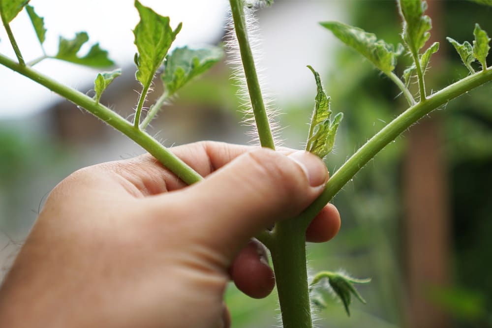 Close-up of a hand on a tomato vine