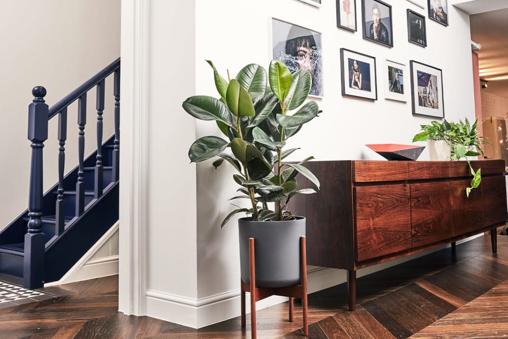 A  large rubber plant in a plastic pot, in a wooden plant stand, in the lounge