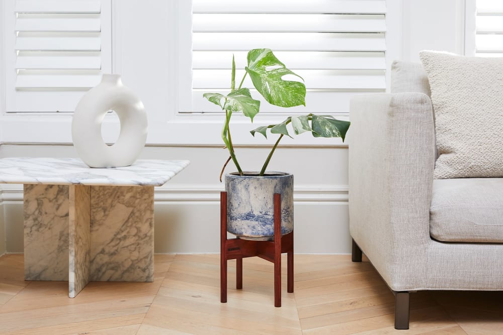 Variegated monstera in a blue fractured pot, in a wooden plant stand, next to a window in a lounge