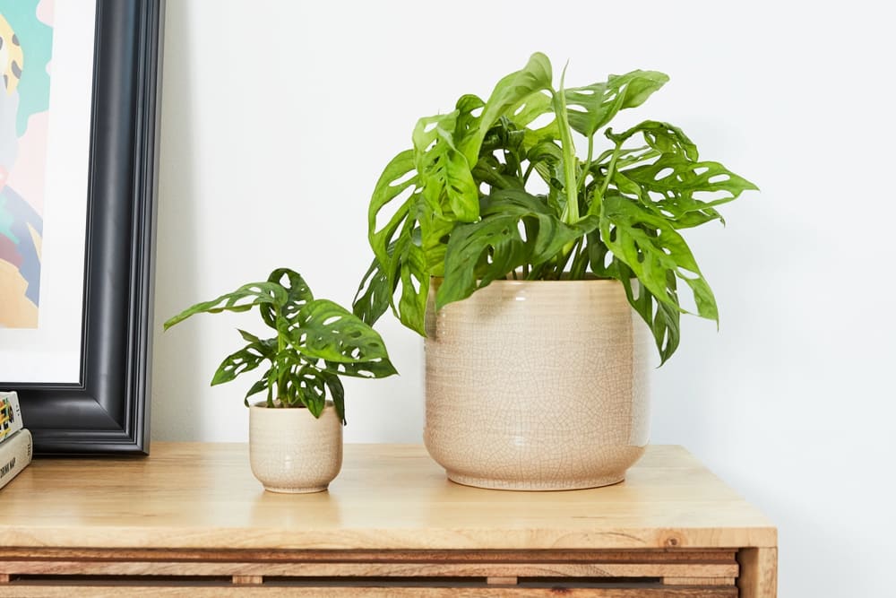 How to Grow and Care for Monstera (Swiss Cheese Plant)