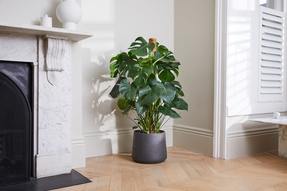 Large Swiss Cheese plant in a dark grey clay pot, next to a window