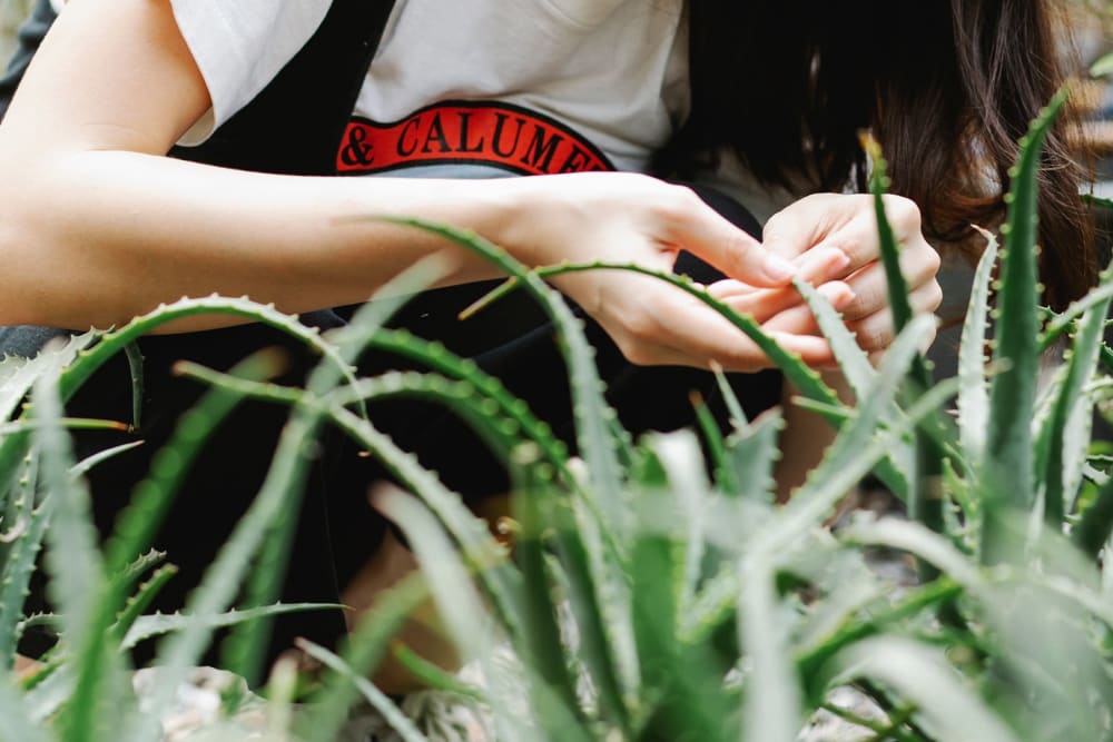 Aloe vera - Aloe vera, Plants