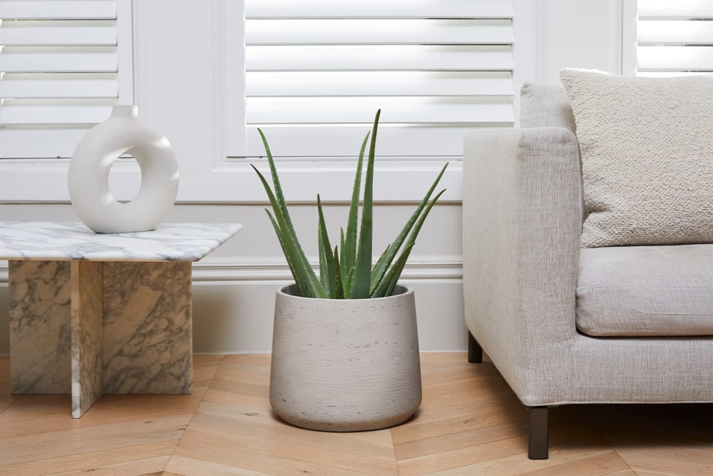 An aloe vera in a light grey clay pot on the floor, next to a sofa