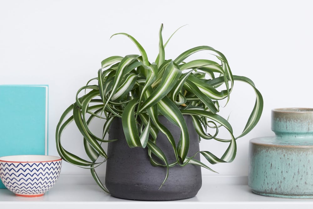 Spider plant in a dark grey clay pot, on a shelf