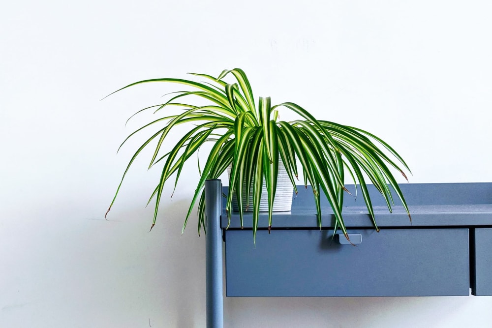 Spider plant on a shelf