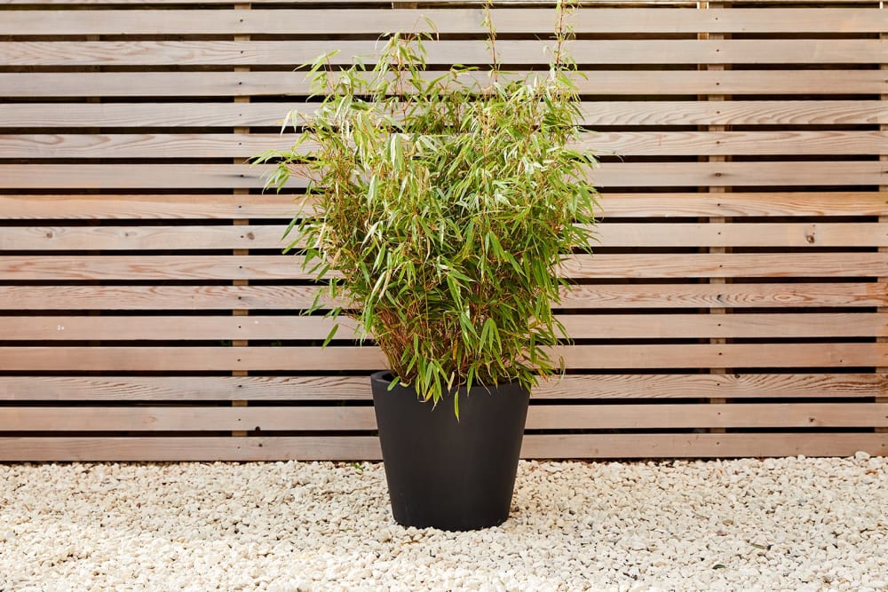 Large black pot of bamboo