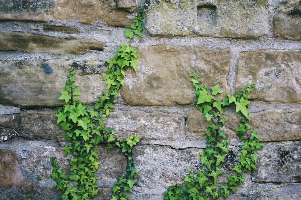 Ivy growing up a wall