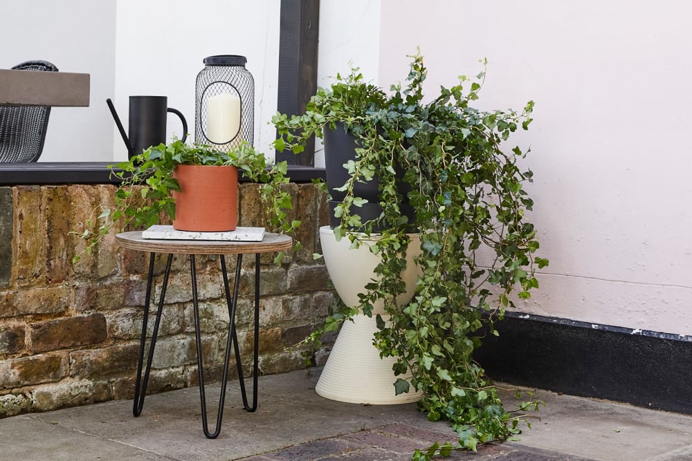 Small ivy in an orange pot next to a large ivy in a black pot