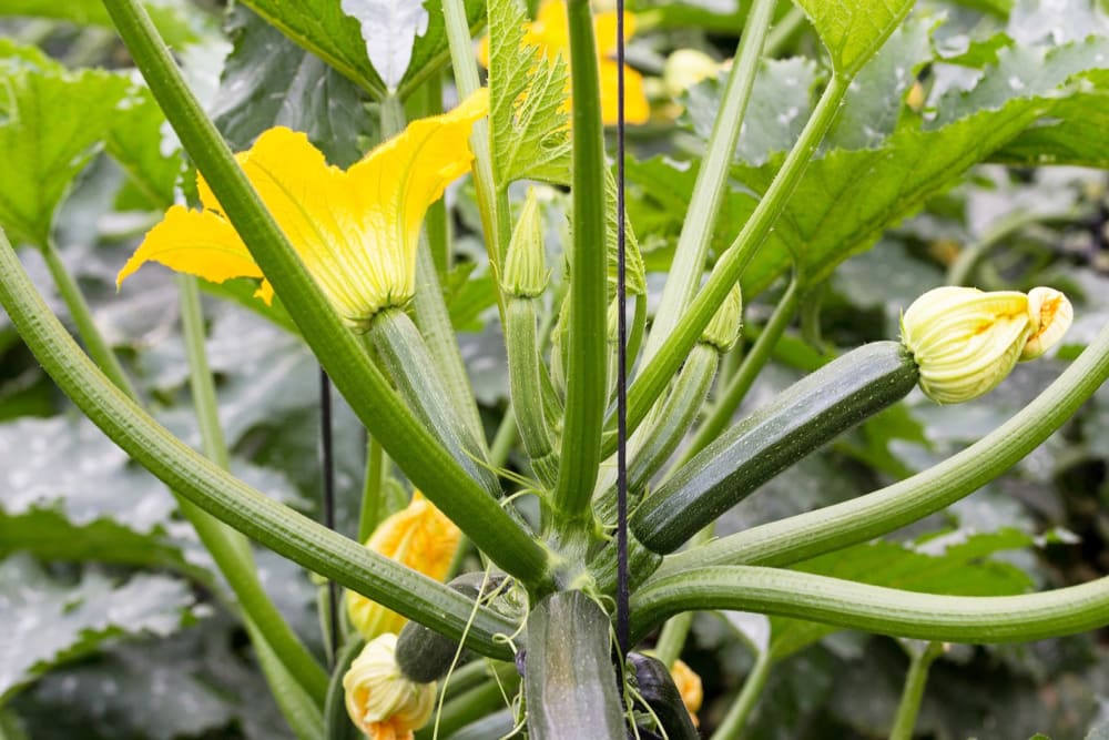 Close up of a courgette and courgette flower