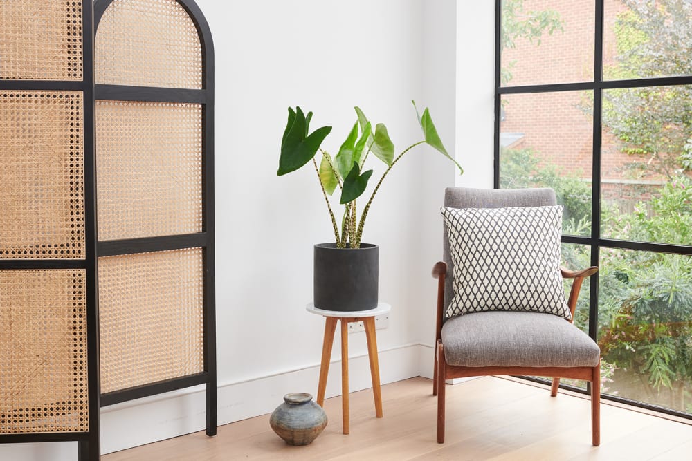 Alocasia Zebrina in a dark concrete pot on a wooden plant stand next to a large window and large rattan slide.