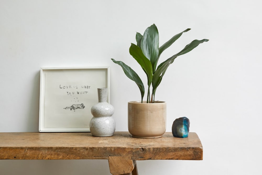 Cast Iron plant in a cream ceramic pot on a side table