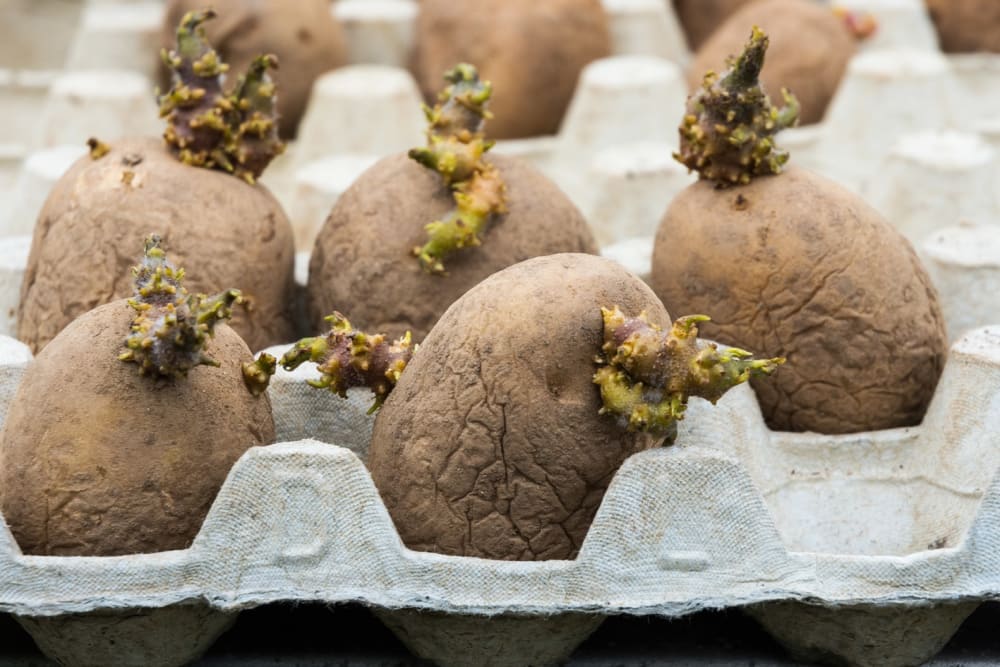 Several potatoes with small 'eyes'