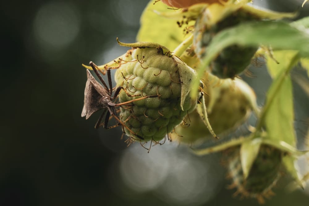 Close up of a moth on a green raspberry