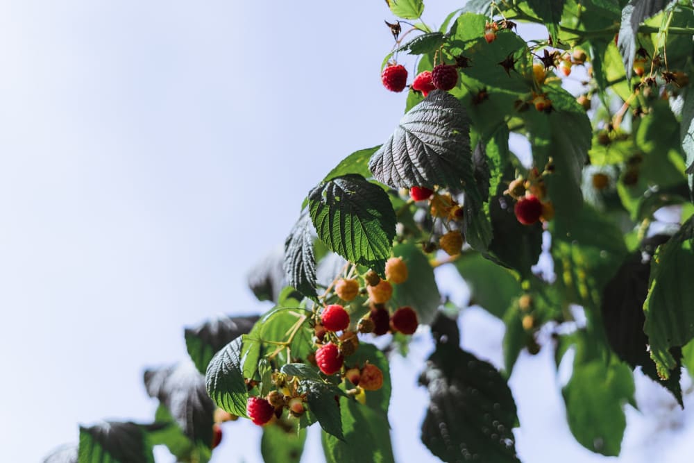 Close up of multiple raspberries on multiple stems