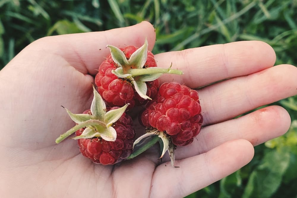 How to Grow Your Own Raspberries