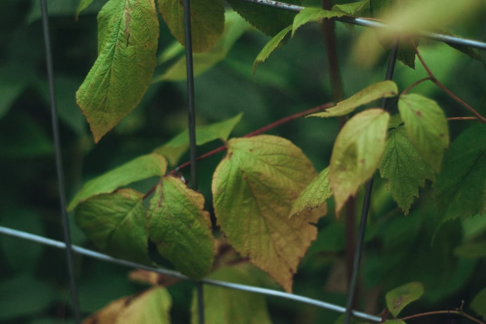 Close up of a raspberry bush stem (without berries)