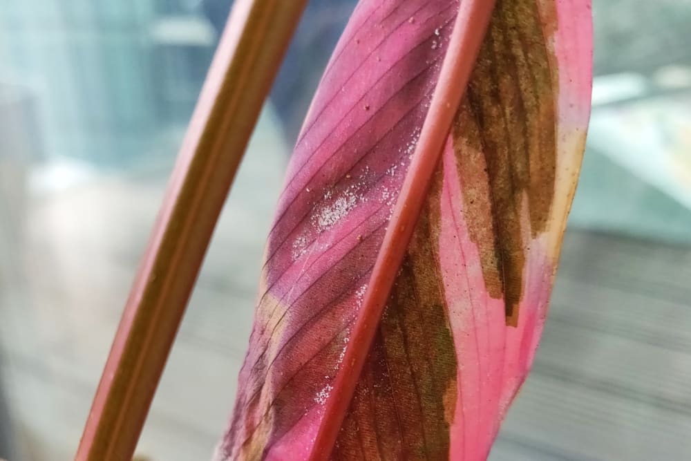 Close up of the back of a leaf with small white speckles on it