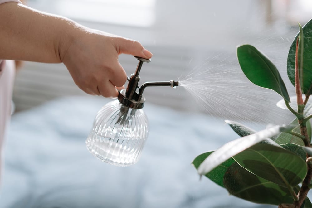 Close up of somebody misting a plant