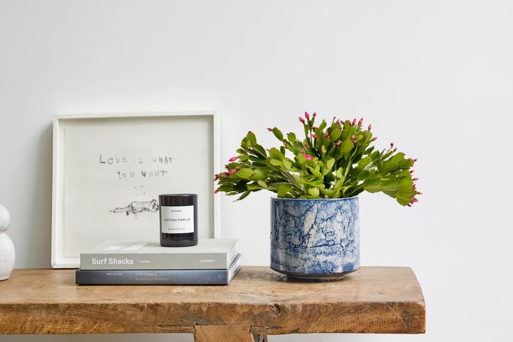 Pink christmas cactus in a blue fractured pot on a side table