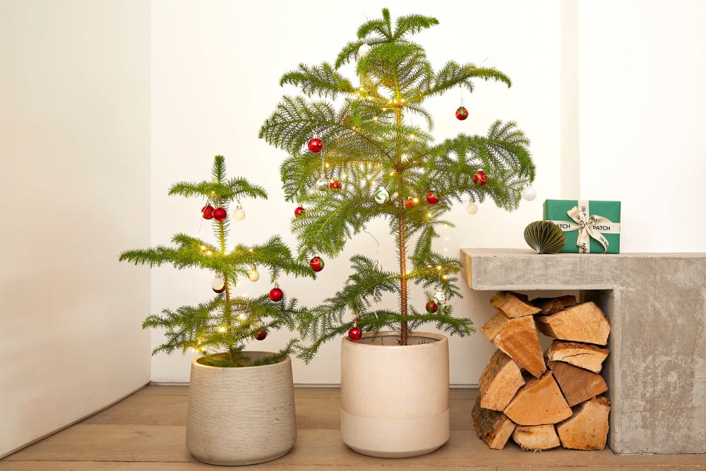 Large and small Norfolk pines in light grey clay pots