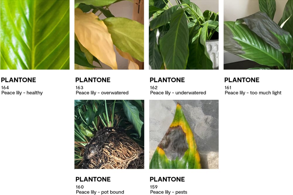 Colour swatches that demonstrate the health of a peace lily