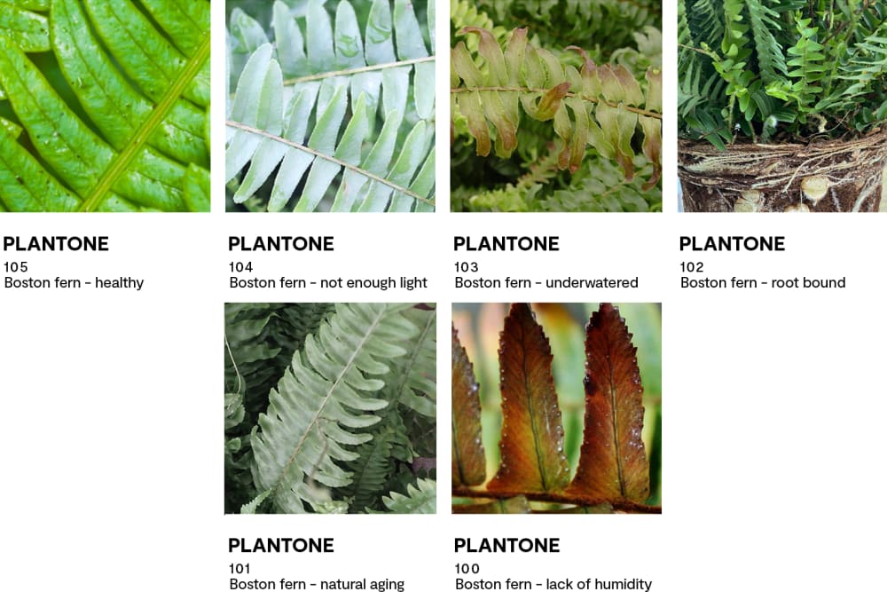 Colour swatches that demonstrate the health of a Boston fern