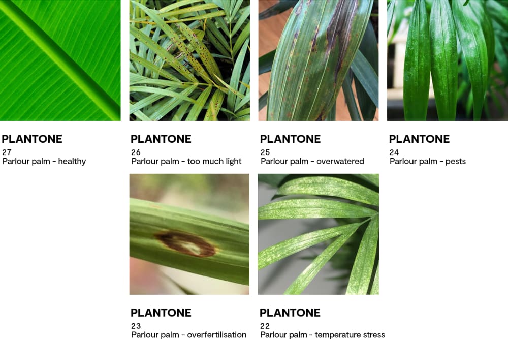 Colour swatches that demonstrate the health of a parlour palm plant