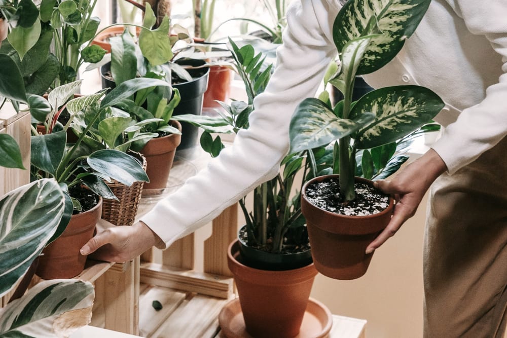 A large collection of houseplants in terracotta pots