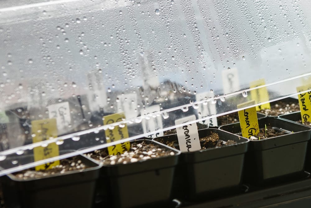 A tray of small pots of soil with spring onion seeds planted